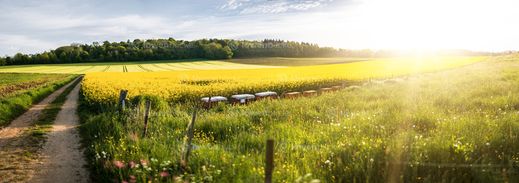 Frühling auf dem Geiselstein | löwenblicke | shop