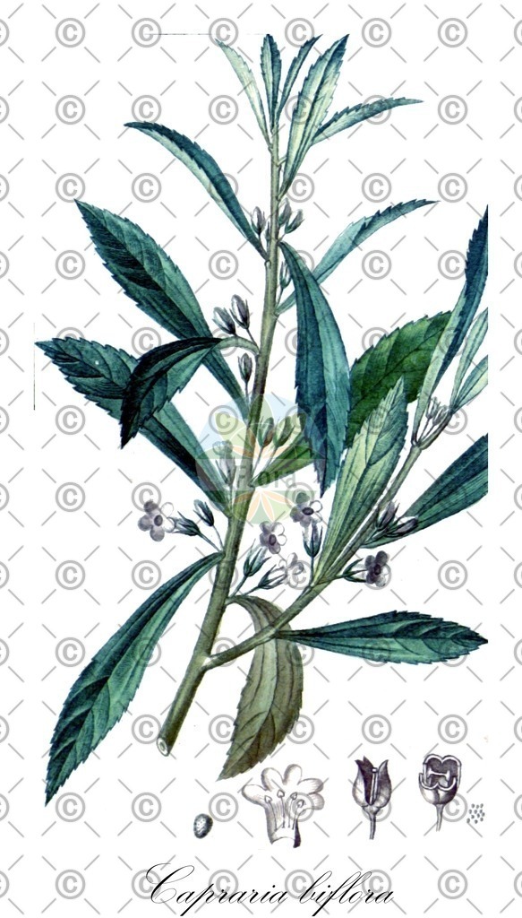 HistAbb_EMP_12848_SRC_Schlechtendal_FLORAD_SIMPLE | Historische Abbildung von Capraria biflora - Scrophulariaceae | Historical Illustration of Capraria biflora - Scrophulariaceae