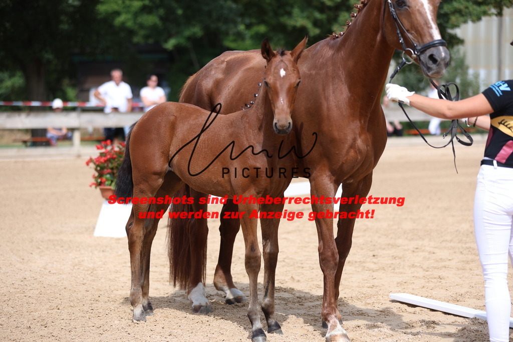 Fohlenschau_Schwäbisch_Hall_dressurbetonte_Fohlen_KN 6_11 | lmwpictures - Realisiert mit Pictrs.com