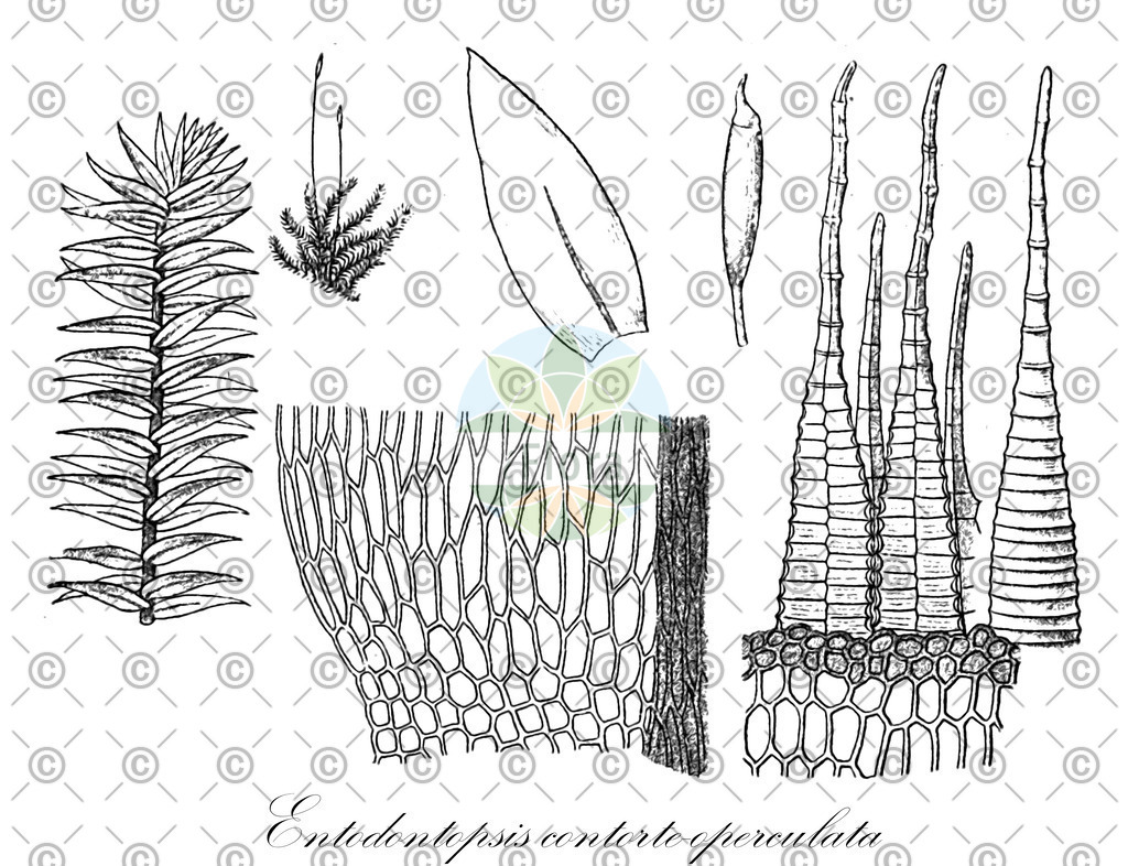 HistAbb_4C7V_1_ENZY_Simple | Historische Abbildung von Entodontopsis contorte-operculata - Stereophyllaceae | Historical Illustration of Entodontopsis contorte-operculata - Stereophyllaceae