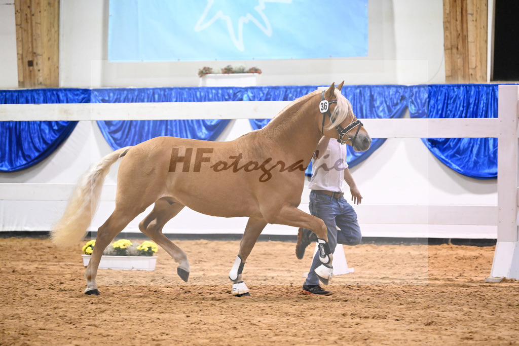 Kat-Nr. 36 nn v. Ansgar_Port_60220578 | hf-fotografie - Realisiert mit Pictrs.com
