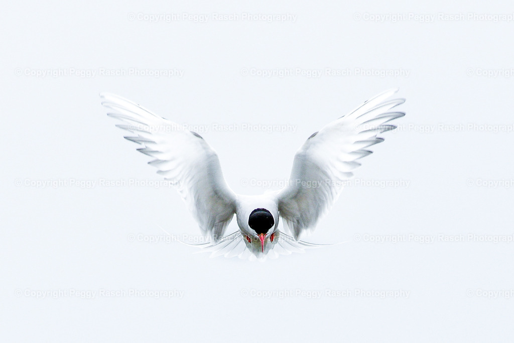 Specials | PeggyRaschPhotography - Realisiert mit Pictrs.com