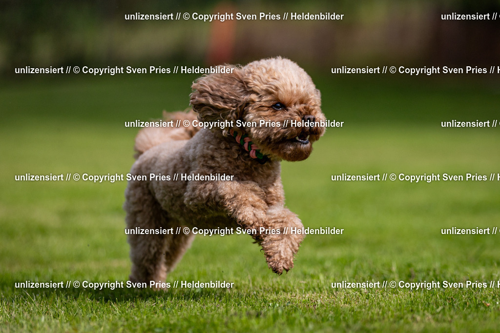 Sven Pries | 2024-09-22 - Hunderennen Baden-BadenPudelverein - Realisiert mit Pictrs.com