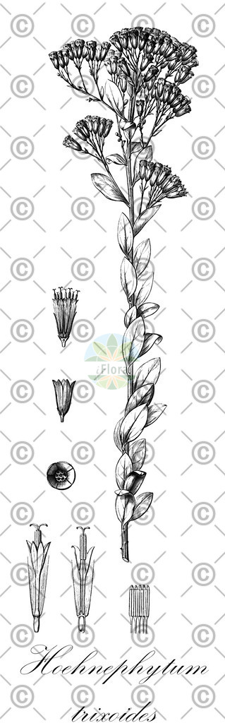 HistAbb_wfo-0000982744_1_ENZY_Simple | Historische Abbildung von Hoehnephytum trixoides - Asteraceae | Historical Illustration of Hoehnephytum trixoides - Asteraceae
