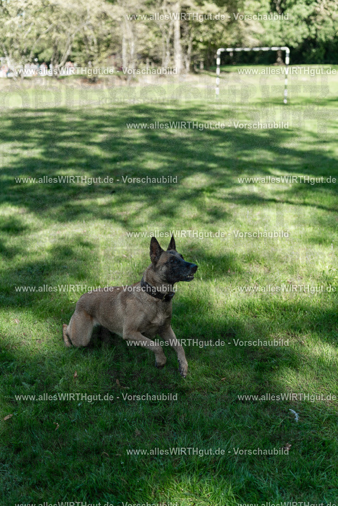Hundeschwimmen_Volksbad_2026-allesWIRTHgut_Tierfotografie-2609061148-105801-7R509930 | Professionelle Tierfotografie in Mönchengladbach von Daniel Wirth (allesWIRTHgut). Liebevolle & natürliche Bilder von Hunden & Katzen für unvergessliche Erinnerungen.