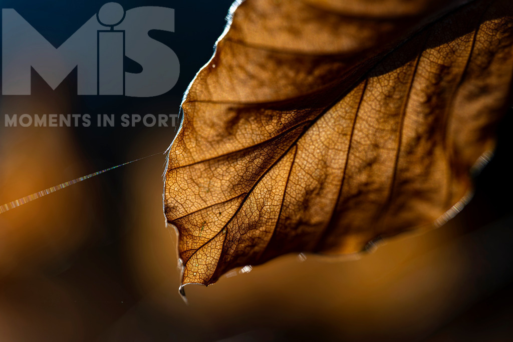 mis310719RF02.JPG | 10.11.2022, Bad Wörishofen im Unterallgäu,  Herbstblatt im Gegenlicht mit Spinnfaden - Realisiert mit Pictrs.com