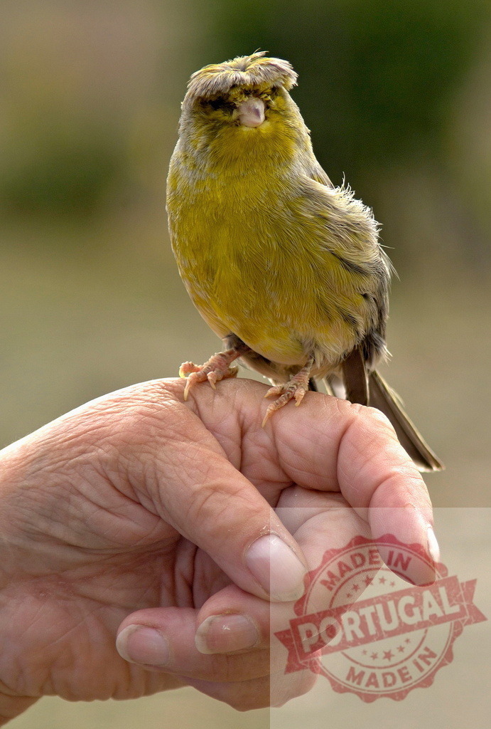 Gloster canary perching on a human hand | Gloster canary rests on an open human hand, showing trust and pet companionship - Realisiert mit Pictrs.com