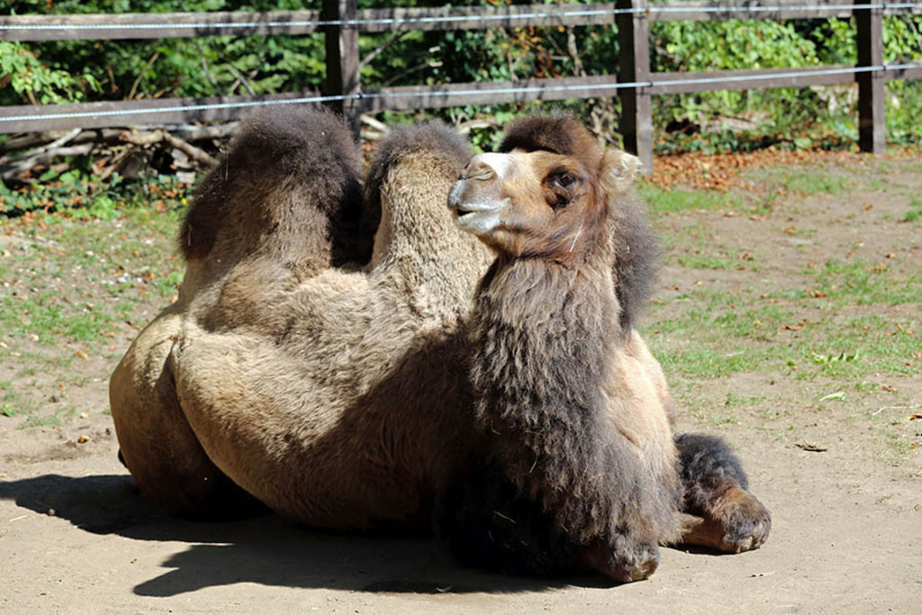 Foto: Leipzig - Haustierfarm im Wildpark Leipzig | Das Team hinter BILDLEXIKON LEIPZIG bündelt historische wie aktuelle Informationen über die Stadt Leipzig in Text und Bild auf einer Plattform und stellt diese der interessierten Öffentlichkeit zur Verfügung.