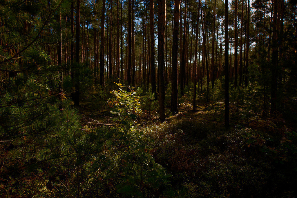 Zwischen Dobra und Theisa 04 | Bedeutsame Landschaften Deutschlands - Realisiert mit Pictrs.com