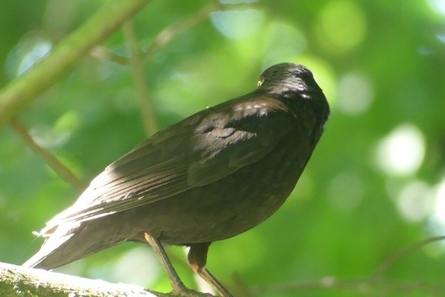 Amsel auf Ast (5) | Verkauf von Fotos und  Videoclips zumThema Natur.Motive sind Pflanzen, Tiere, Landschaftenund Wetter - Realisiert mit Pictrs.com