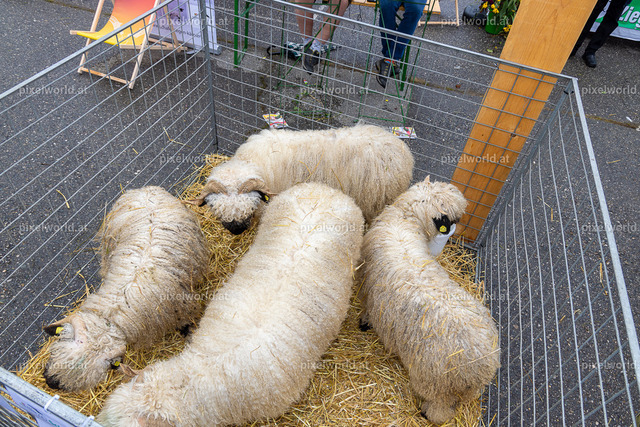 SchaZie-Tag Feldkirchen | Bildershop von pixelworld.at - Realisiert mit Pictrs.com