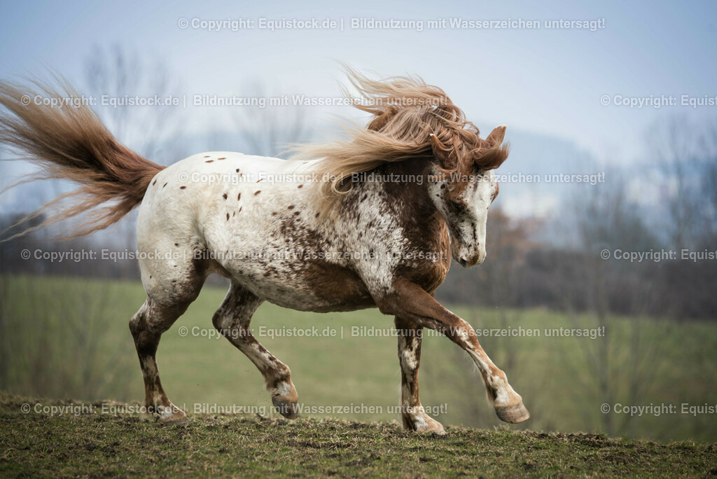 20150315_TOMsPiC_0060 | equistock