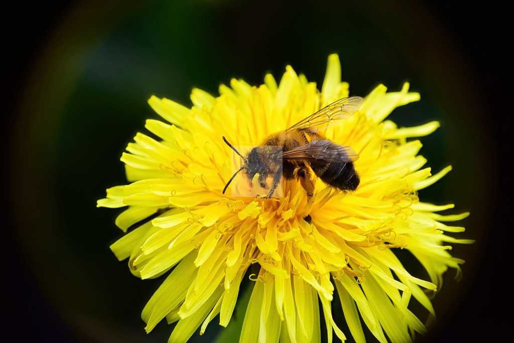 Makro - tierisch (2) | Buche Fotoshootings und entdecke hochwertige Fotoprodukte bei Mathias Ku Photos. Personalisiert, kreativ & mit Liebe zum Detail. Jetzt informieren! - Realisiert mit Pictrs.com
