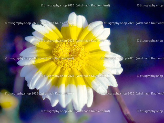 PA151293_pe-topaz-sharpen-ln-1 | Fotokunstarbeit aus der INSTAGRAM-Gallerie auf titusgraphy.eu - Realisiert mit Pictrs.com