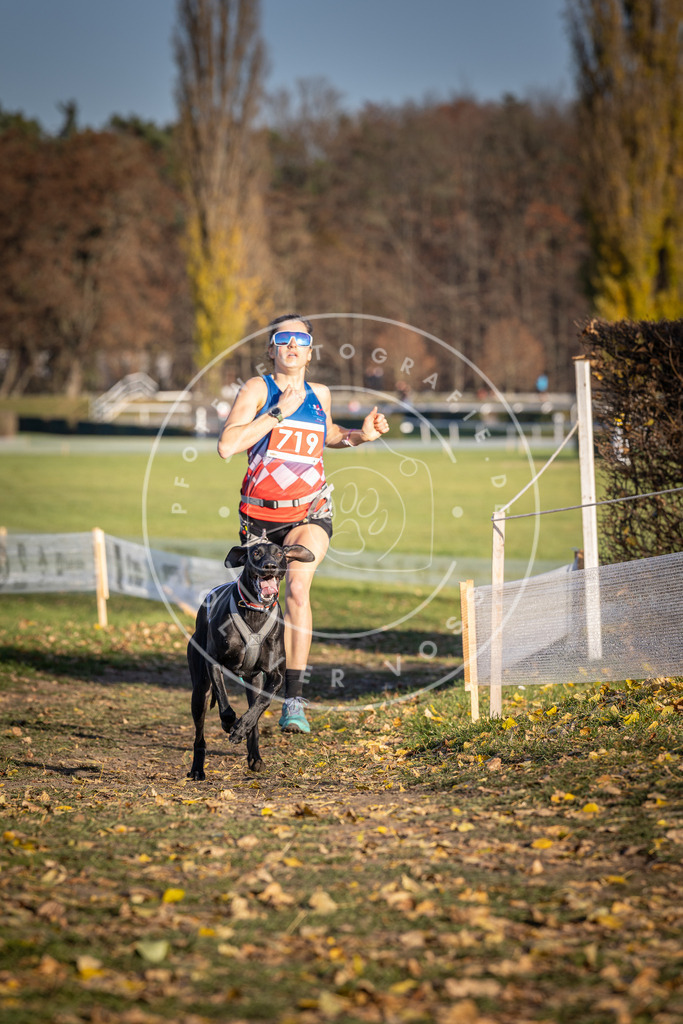 CaniXpix_DV3A1807 | Hundefotografie, Tierfotograf, Pfotenfotografie, Fotoshooting Hund, Hunde Portrait, Hundesport, Hundeportraits, Heideshooting, Hunde, Sportfotograf, Hundefotograf, Turnierhundsport, THS,  - Realisiert mit Pictrs.com