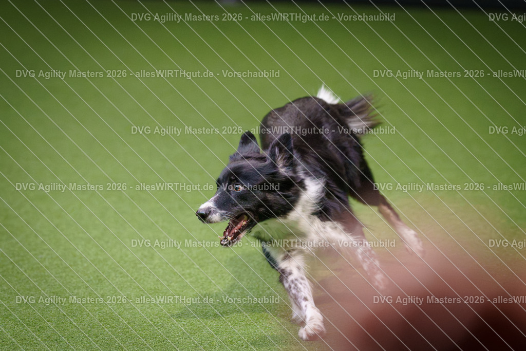 allesWIRTHgut_Tierfotografie-DVG_Agility_Masters_2026-14_29-7R500517 | Professionelle Tierfotografie in Mönchengladbach von Daniel Wirth (allesWIRTHgut). Liebevolle & natürliche Bilder von Hunden & Katzen für unvergessliche Erinnerungen.