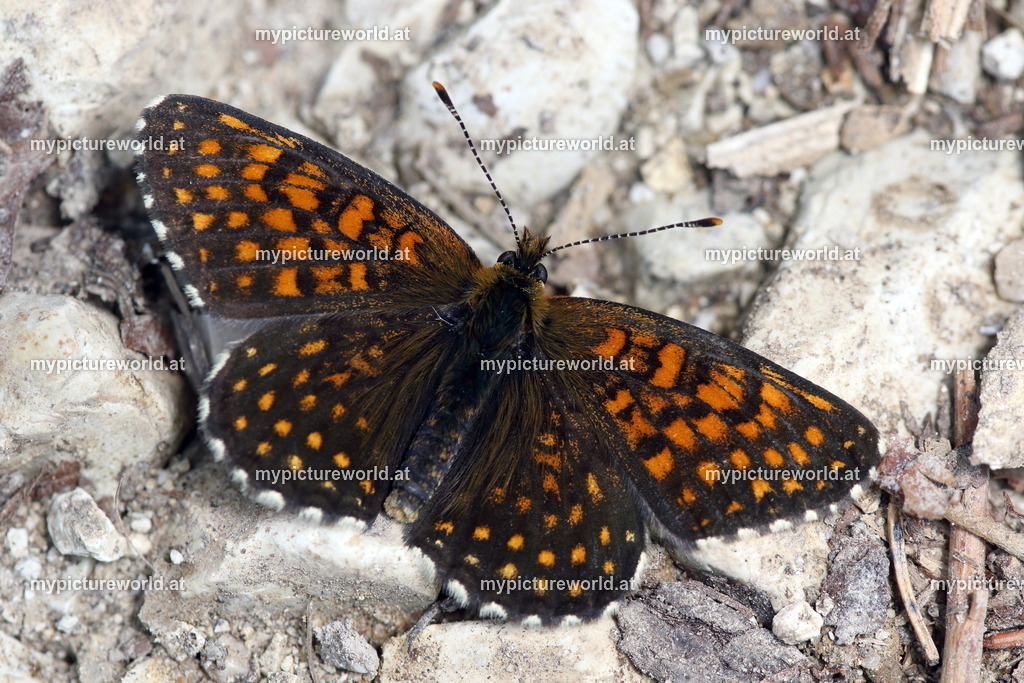 Melitaea diamina-026 | Das Bilderarchiv über Tiere, Planzen und Landschaften. In der Bilddatenbank finden Sie ein große Auswahl an hochwertigen Bilder für Ihre Werbung - Realisiert mit Pictrs.com