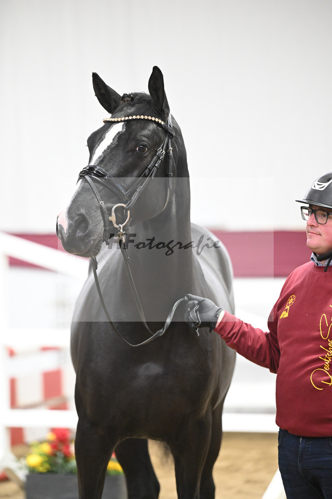 Kat-Nr. 91 Vigaro x Quidams Rubin_Matthias Schlamminger_47253006 | hf-fotografie - Realisiert mit Pictrs.com