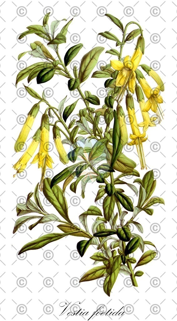 HistAbb_wfo-0001086898_1_SIMPLE | Historische Abbildung von Vestia foetida - Solanaceae | Historical Illustration of Vestia foetida - Solanaceae