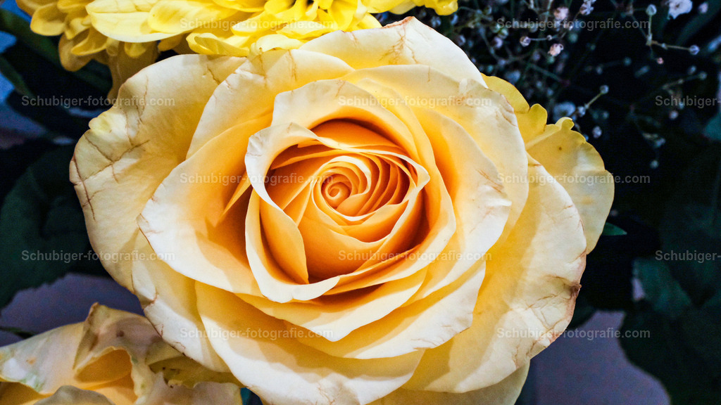 Gelbe Rosen | Rosen (Rosa) sind die namensgebenden Pflanzen der taxonomischen Gattung und Familie der Rosengewächse (Rosaceae). Die Gattung umfasst je nach Auffassung des Autors 100 bis 250 Arten auf der Nordhalbkugel, weltweite Gesamtzahlen sind derzeit noch schwierig zu benennen. - Realisiert mit Pictrs.com