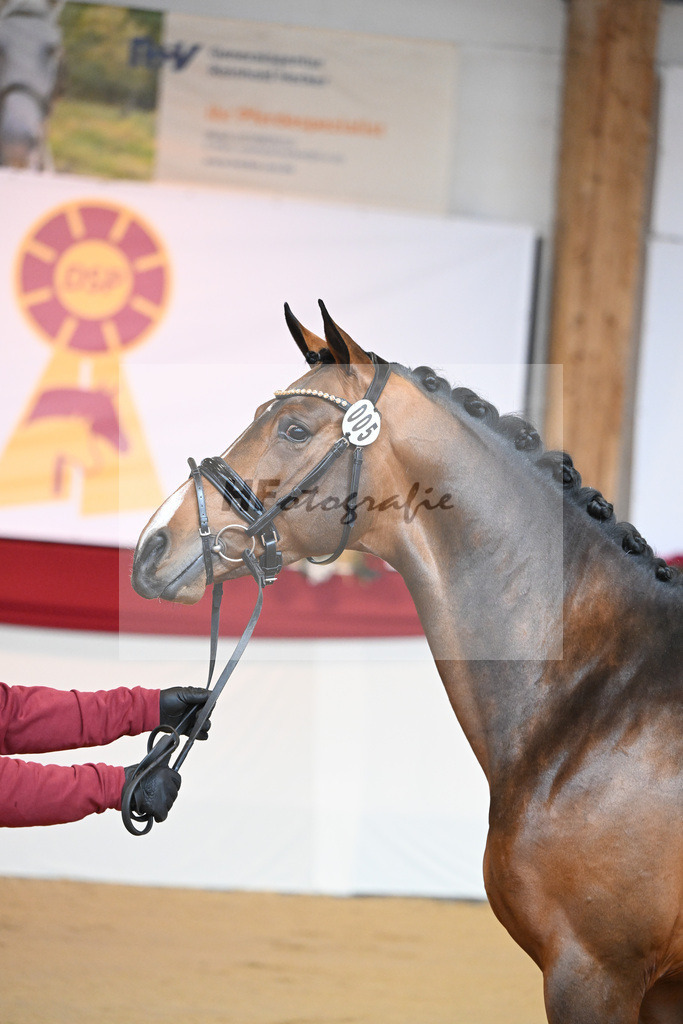 Kat-Nr. 5 Carrera VDL_Schep_1231127 | hf-fotografie - Realisiert mit Pictrs.com