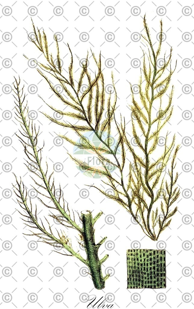 HistAbb_84Q9_6_ENZY_Simple | Historische Abbildung von Ulva - Ulvaceae (0) | Historical Illustration of Ulva - Ulvaceae (0)