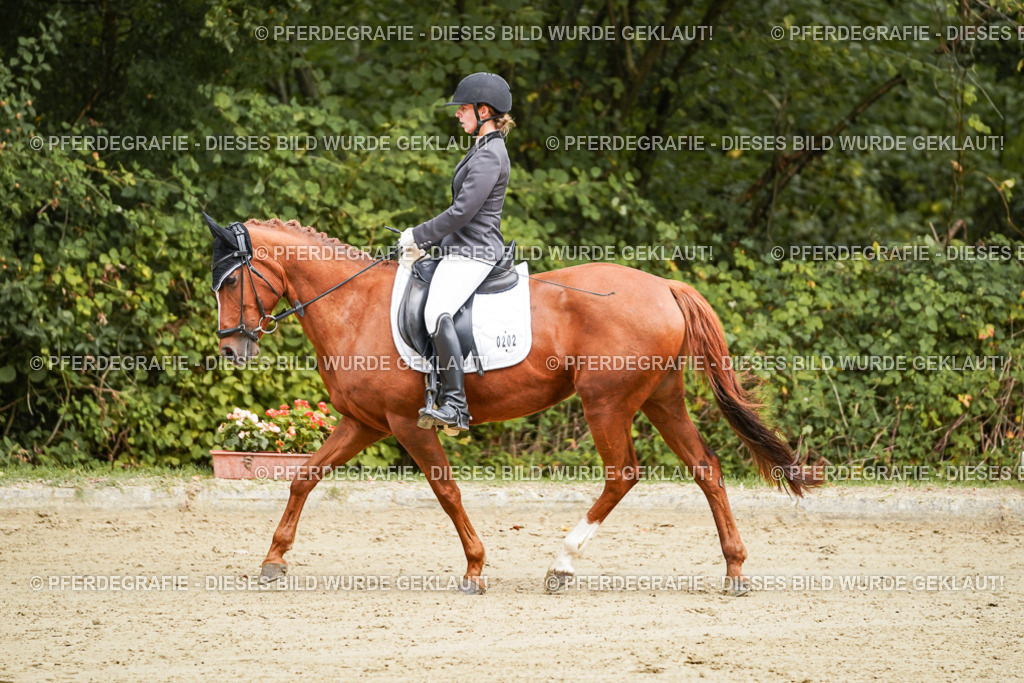 DSC08481 | Pferdegrafie