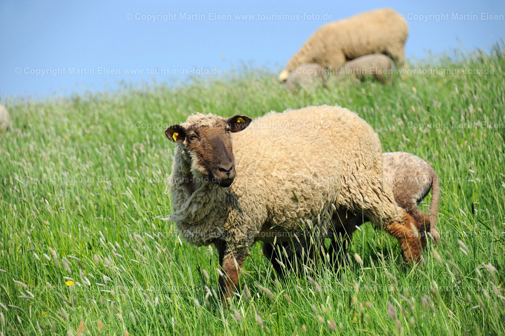 Schafe_ELS_9819135347a | Altes Land - Aufnahmedatum: 23.04.2011, Aufnahmehöhe: 2 m, Koordinaten: N53°34.504' - E9°37.324', Bildgröße: 4256 x  2832 Pixel - Copyright 2011 by Martin Elsen, Kontakt: Tel.: +49 157 74581206, E-Mail: info@schoenes-foto.deSchlagwörter: - Realisiert mit Pictrs.com