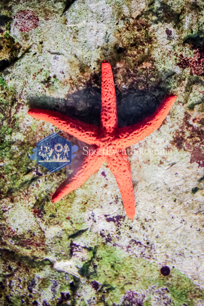 IMG_0874 | SportEventFotografie - Roman Stoiber