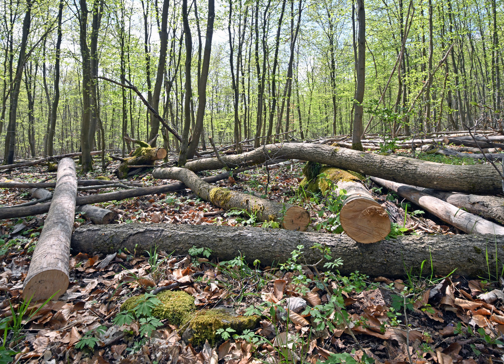 Wald02 | lucisnaturbilder - Realisiert mit Pictrs.com