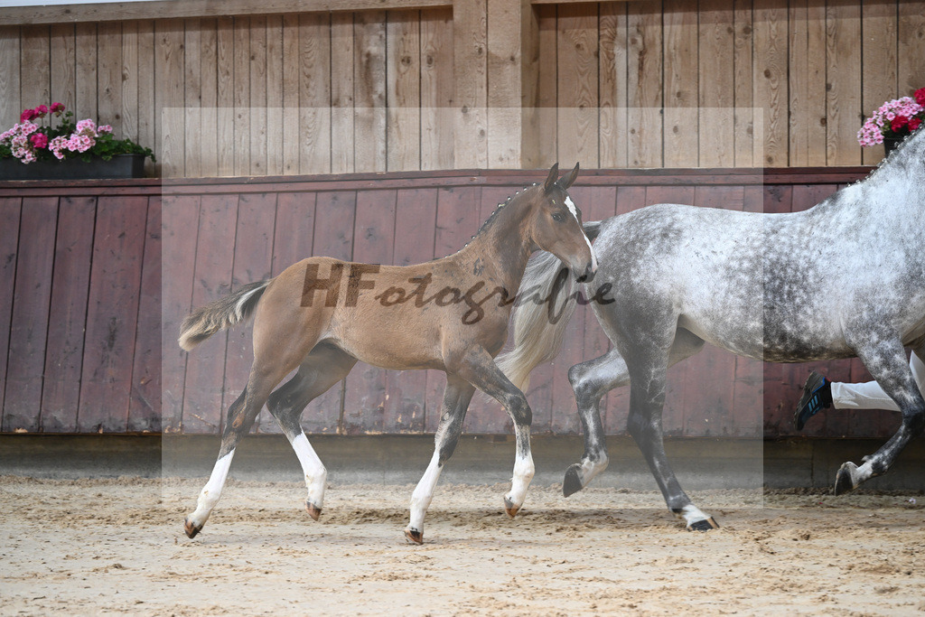 Kat-Nr. 8 HF Grey Top_Stoeckle_26230050 | hf-fotografie - Realizzato con Pictrs.com