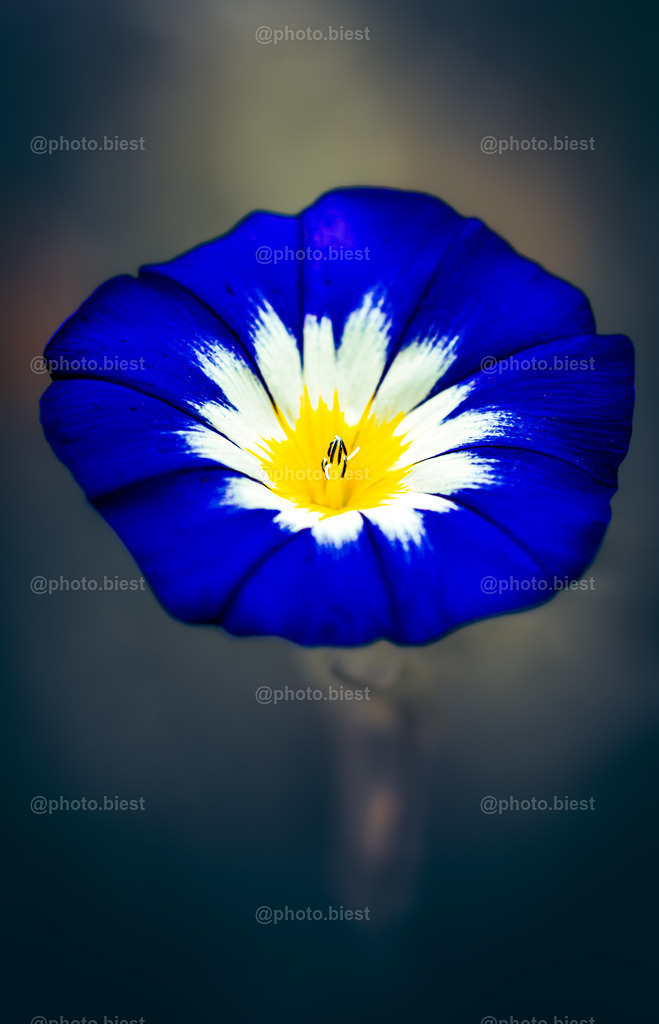 Color & Mood | Eine schöne Blüte der Dreifarbigen Winde. - Realisiert mit Pictrs.com