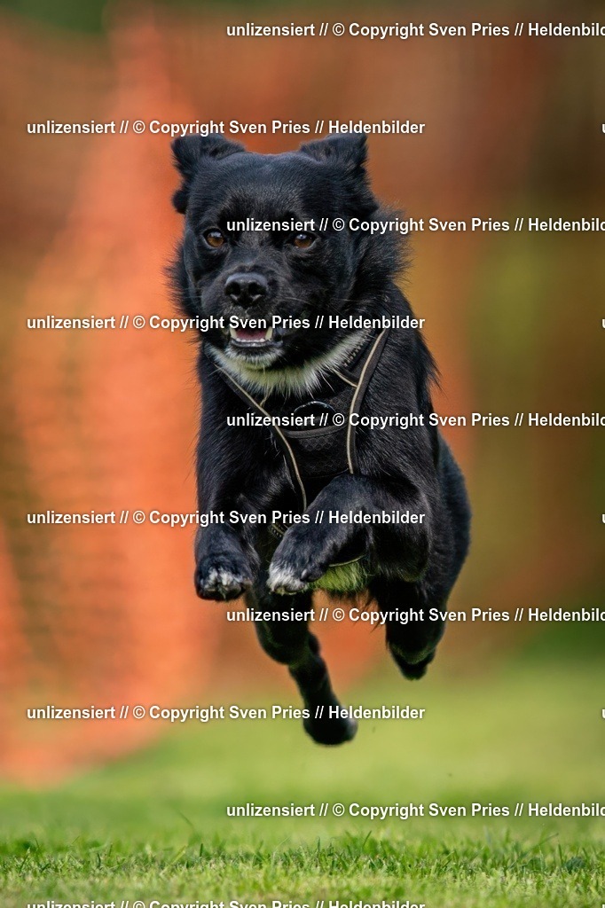 Sven Pries | 2024-09-22 - Hunderennen Baden-BadenPudelverein - Realisiert mit Pictrs.com