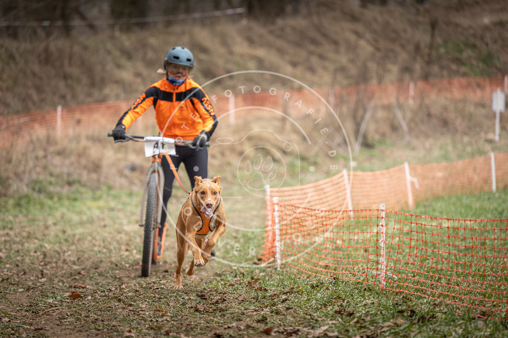 Pfotenfotografie_DV3A6550 | Hundefotografie, Tierfotograf, Pfotenfotografie, Fotoshooting Hund, Hunde Portrait, Hundesport, Hundeportraits, Heideshooting, Hunde, Sportfotograf, Hundefotograf, Turnierhundsport, THS,  - Realisiert mit Pictrs.com