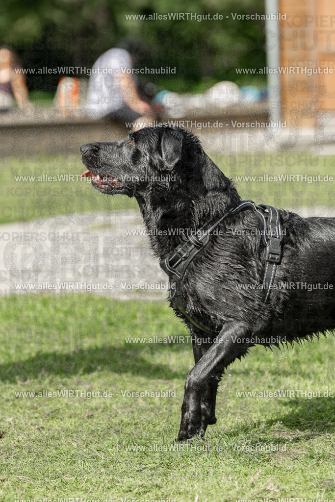 Hundeschwimmen_Volksbad_2026-allesWIRTHgut_Tierfotografie-2609061515-7R501373 | Professionelle Tierfotografie in Mönchengladbach von Daniel Wirth (allesWIRTHgut). Liebevolle & natürliche Bilder von Hunden & Katzen für unvergessliche Erinnerungen.