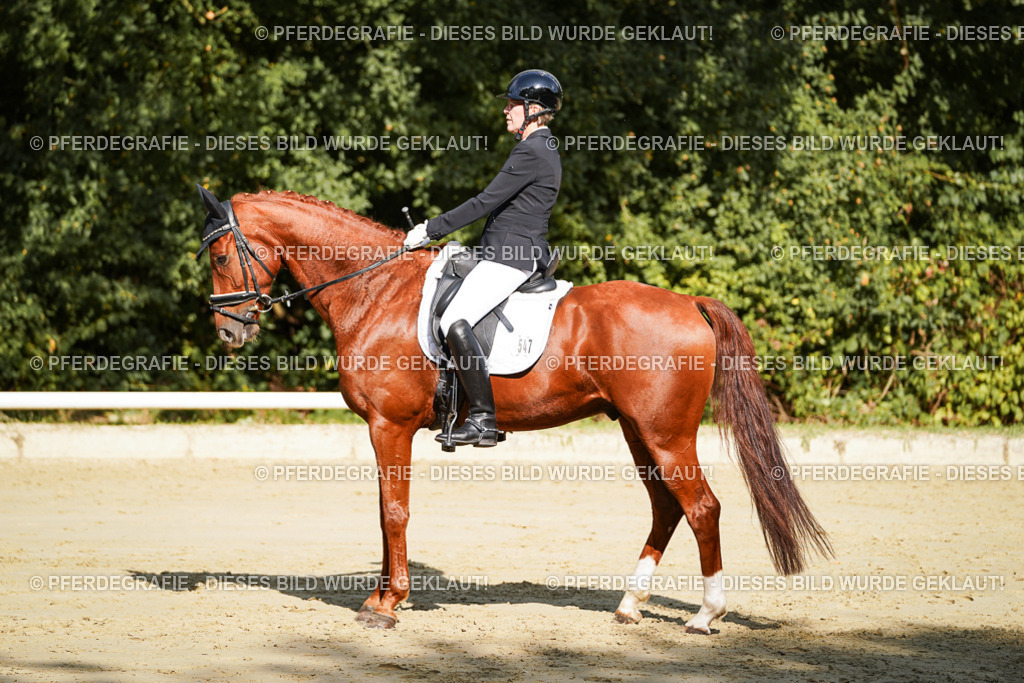 DSC08497 | Pferdegrafie