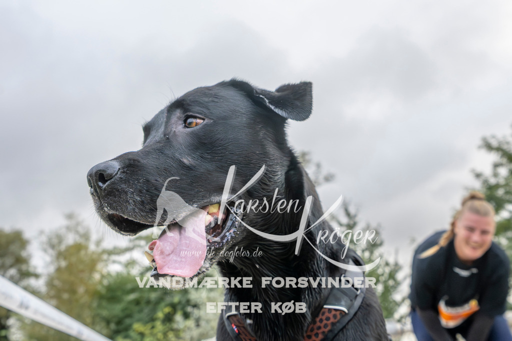 1122_ZZ96122 | kk-dogfotos