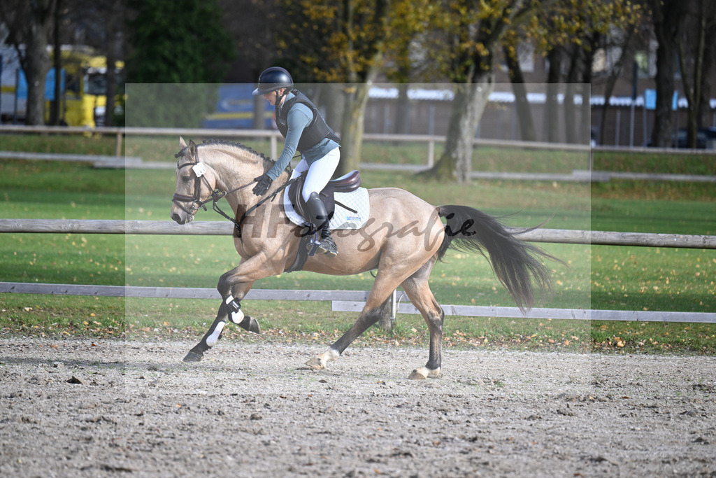 Kat-Nr. 11 Magnus HL v. Mescal_ZG Donau-Ries_43250642 | hf-fotografie - Realisiert mit Pictrs.com