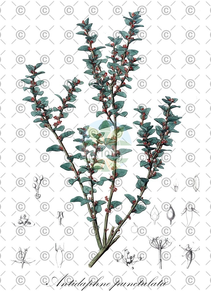 HistAbb_wfo-0000234922_1_SIMPLE | Historische Abbildung von Antidaphne punctulata - Santalaceae | Historical Illustration of Antidaphne punctulata - Santalaceae