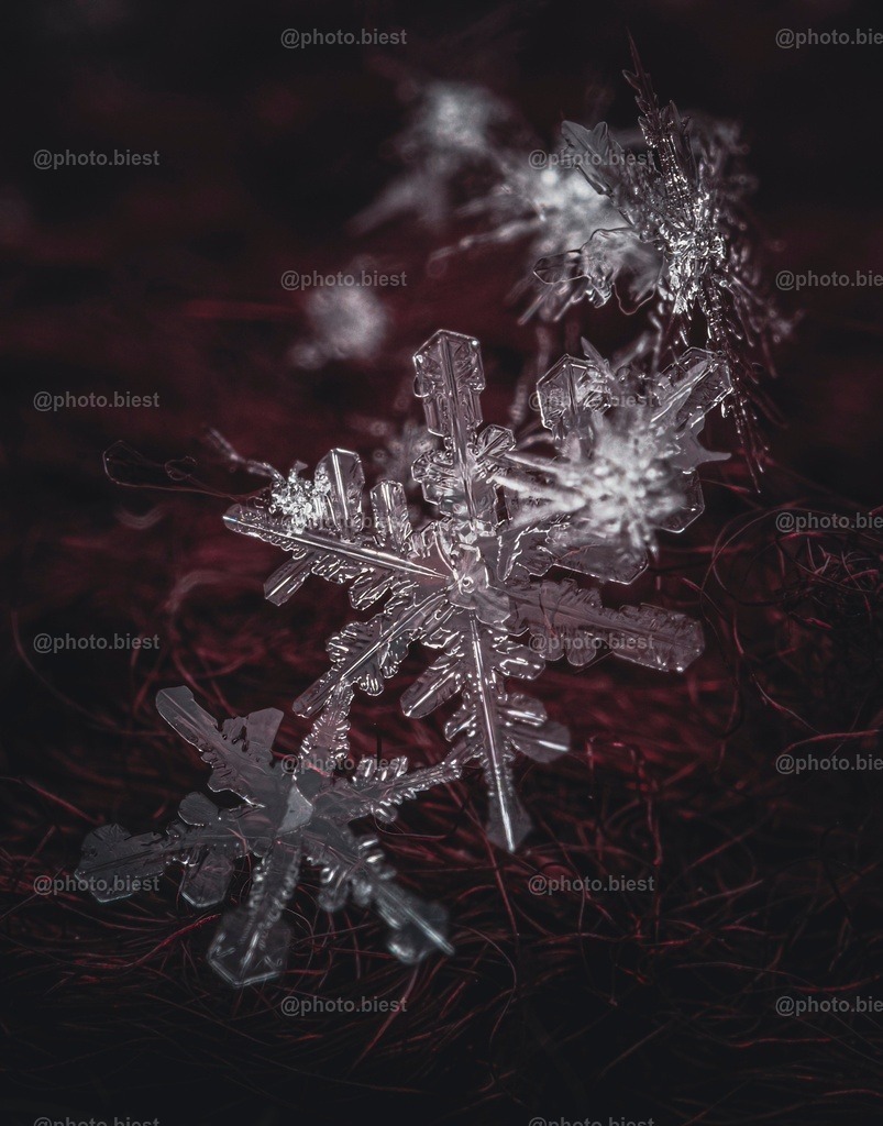 Schneeflocke #19 | Eine (von vielen) filigranen Schneeflocken in meinem ersten Makro-Schneeflocken-Winter. - Realisiert mit Pictrs.com