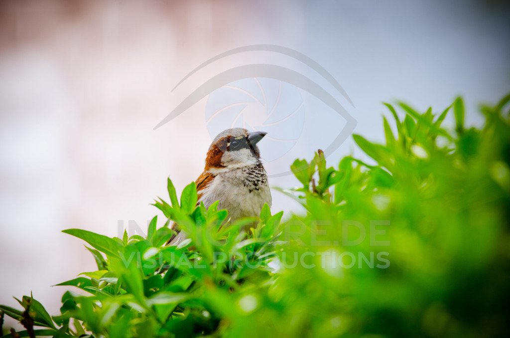 _DSC3598 | in-picture - Realisiert mit Pictrs.com