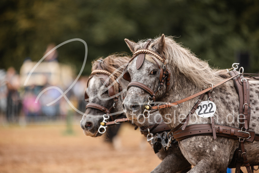 846A3736 | fotosleben - Realisiert mit Pictrs.com