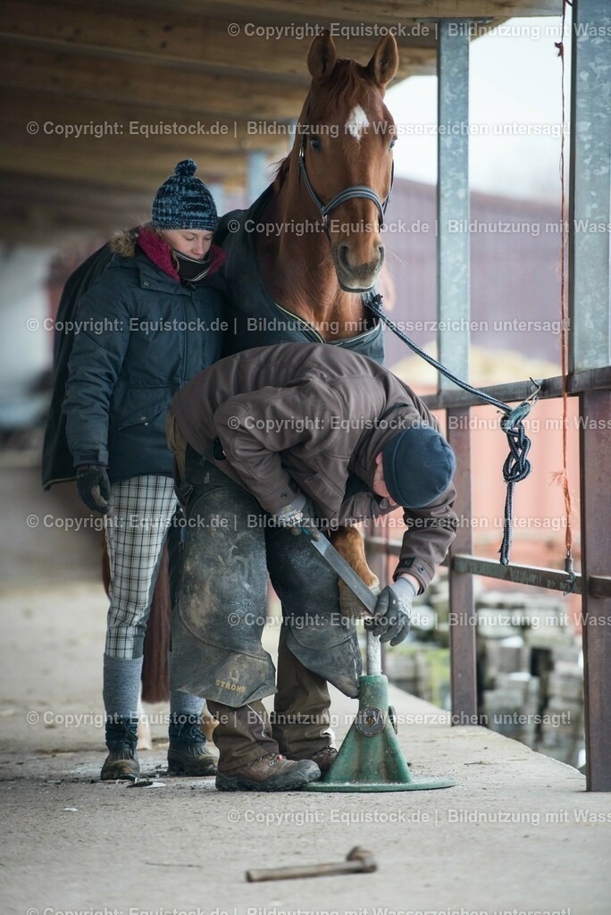 20150206_Hufschmied_0002 | equistock