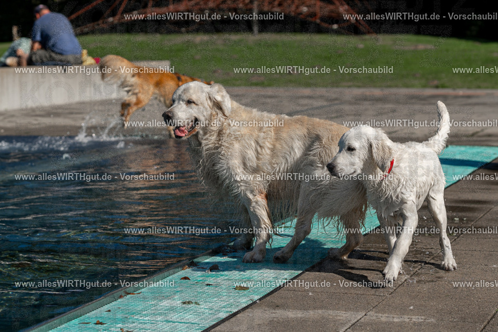 Hundeschwimmen_Volksbad_2026-allesWIRTHgut_Tierfotografie-2609061058-FAY06065 | Professionelle Tierfotografie in Mönchengladbach von Daniel Wirth (allesWIRTHgut). Liebevolle & natürliche Bilder von Hunden & Katzen für unvergessliche Erinnerungen.