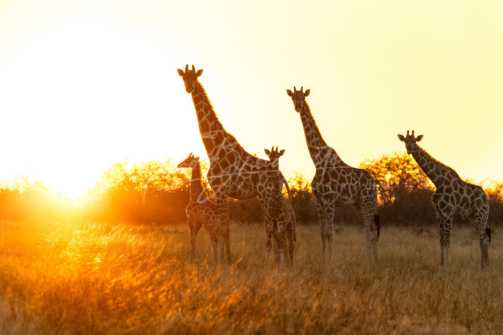 20250625-2N8A9433 Kopie | Buy high-quality aviation and travel photography prints by professional photographer Timo Breidenstein. Authentic images, professionally printed, worldwide shipping. - Realisiert mit Pictrs.com