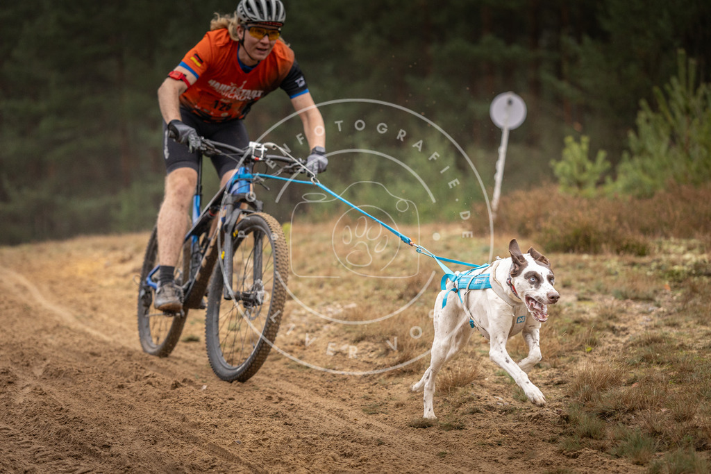 Pfotenfotografie_DV3A3653 | Hundefotografie, Tierfotograf, Pfotenfotografie, Fotoshooting Hund, Hunde Portrait, Hundesport, Hundeportraits, Heideshooting, Hunde, Sportfotograf, Hundefotograf, Turnierhundsport, THS,  - Realisiert mit Pictrs.com