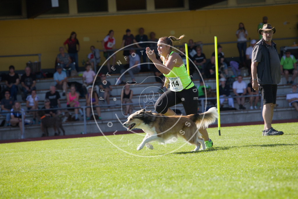 0L8A8054 | Hundefotografie, Tierfotograf, Pfotenfotografie, Fotoshooting Hund, Hunde Portrait, Hundesport, Hundeportraits, Heideshooting, Hunde, Sportfotograf, Hundefotograf, Turnierhundsport, THS,  - Realisiert mit Pictrs.com