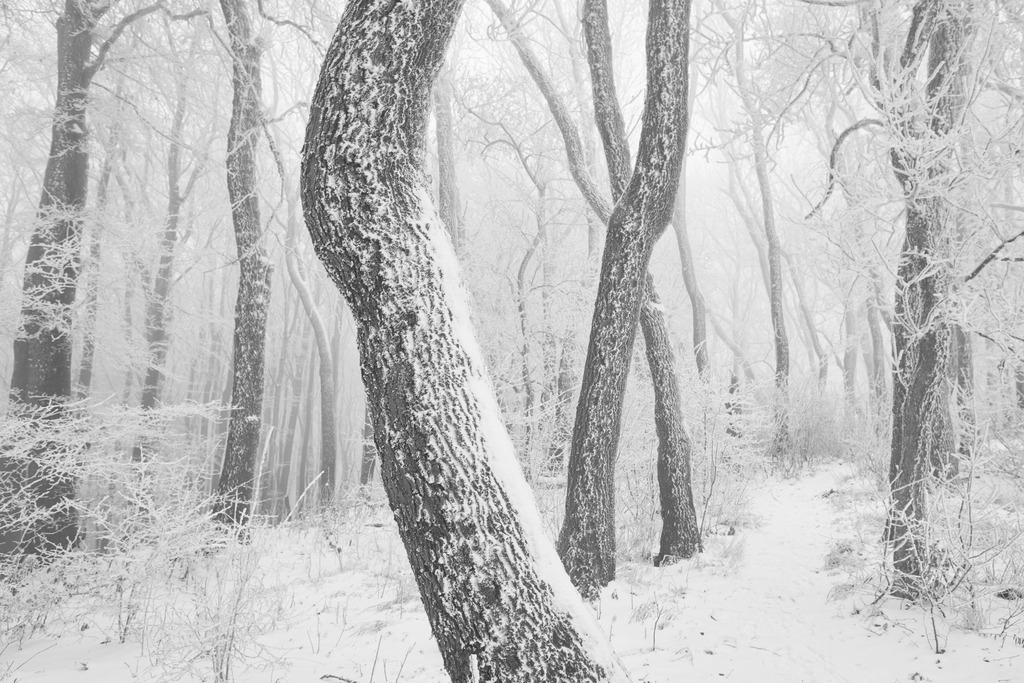 Weg durch den verschneiten Wienerwald | Wien, Austria - December 03, 2020: Weg durch den verschneiten und gefrorenen Wienerwald. - Realisiert mit Pictrs.com