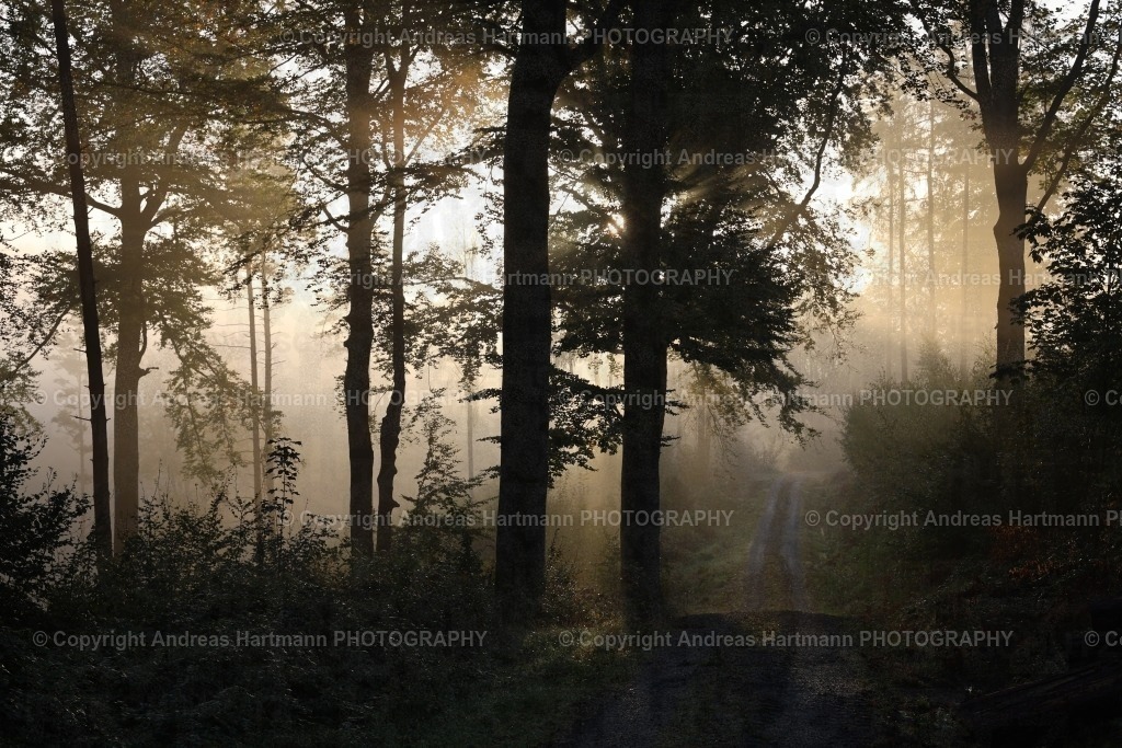 Morgenstimmung im Wald | Morgenstimmung im Wald - Realisiert mit Pictrs.com
