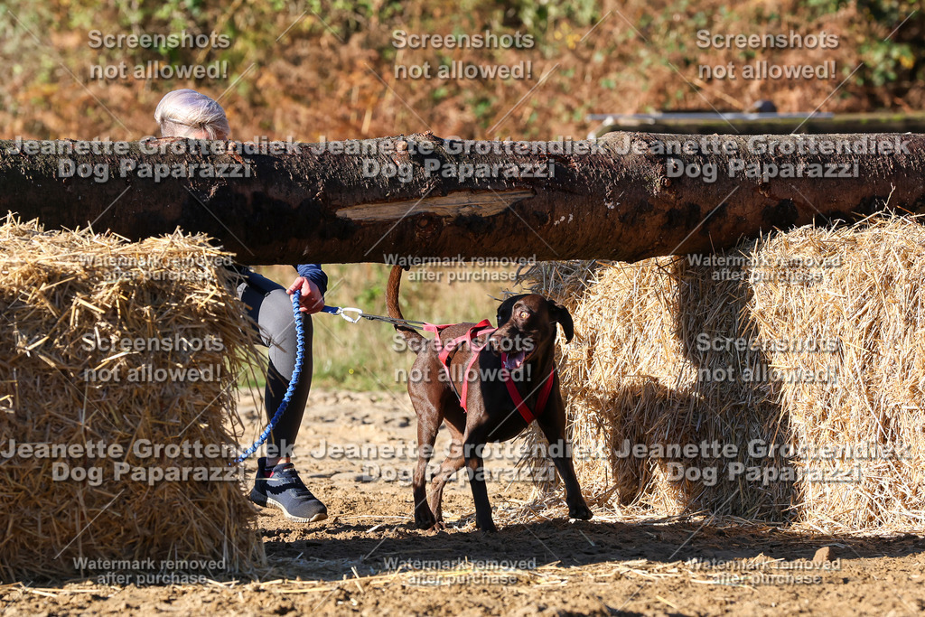 Dog Paparazzi - Strongdog 10-25-1468 | Dog Paparazzi Jeanette Grottendiek Fotografie & Videografie - Realisiert mit Pictrs.com